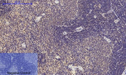 BT LAB manufacturer product image