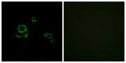 BT LAB manufacturer product image
