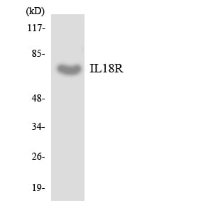 BT LAB manufacturer product image