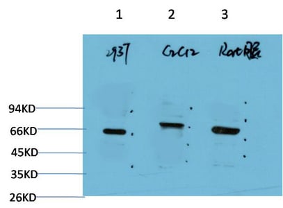 BT LAB manufacturer product image