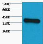 BT LAB manufacturer product image