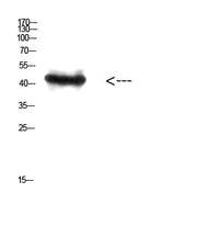 BT LAB manufacturer product image
