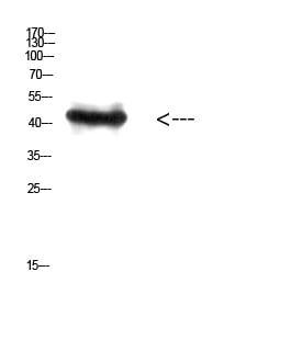 BT LAB manufacturer product image