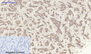BT LAB manufacturer product image