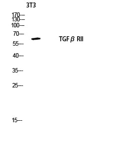 BT LAB manufacturer product image