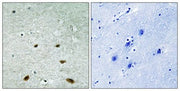 BT LAB manufacturer product image