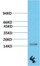 BT LAB manufacturer product image
