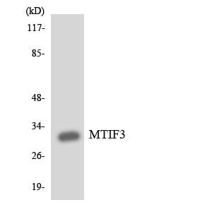 BT LAB manufacturer product image