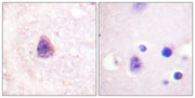 BT LAB manufacturer product image