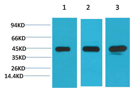 BT LAB manufacturer product image