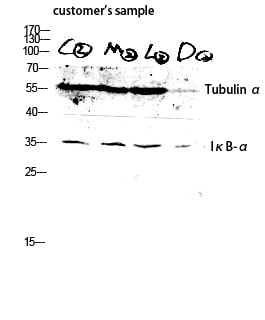 BT LAB manufacturer product image