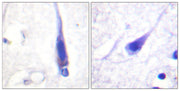 BT LAB manufacturer product image