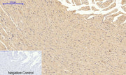 BT LAB manufacturer product image