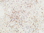 BT LAB manufacturer product image