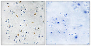 BT LAB manufacturer product image