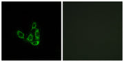 BT LAB manufacturer product image