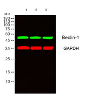BT LAB manufacturer product image