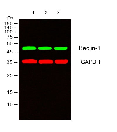 BT LAB manufacturer product image