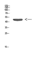 BT LAB manufacturer product image