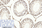BT LAB manufacturer product image