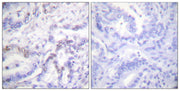 BT LAB manufacturer product image