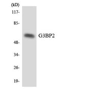 BT LAB manufacturer product image