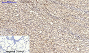 BT LAB manufacturer product image