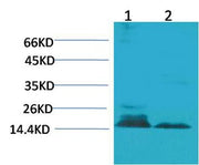 BT LAB manufacturer product image