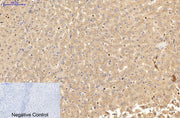 BT LAB manufacturer product image