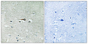 BT LAB manufacturer product image