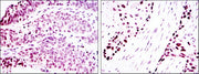 BT LAB manufacturer product image
