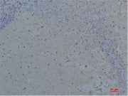 BT LAB manufacturer product image