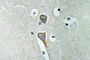 BT LAB manufacturer product image