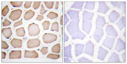BT LAB manufacturer product image