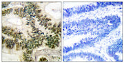 BT LAB manufacturer product image