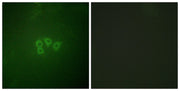 BT LAB manufacturer product image