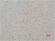 BT LAB manufacturer product image