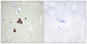 BT LAB manufacturer product image