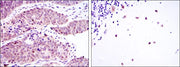 BT LAB manufacturer product image