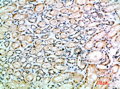 BT LAB manufacturer product image