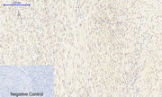 BT LAB manufacturer product image