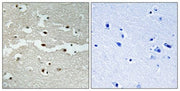 BT LAB manufacturer product image