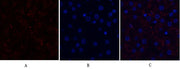 BT LAB manufacturer product image