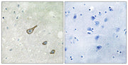 BT LAB manufacturer product image