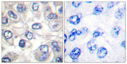 BT LAB manufacturer product image