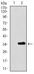 BT LAB manufacturer product image