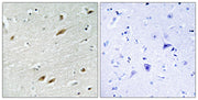 BT LAB manufacturer product image