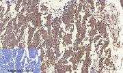 BT LAB manufacturer product image