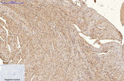 BT LAB manufacturer product image