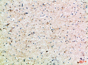 BT LAB manufacturer product image